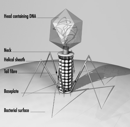 【phage】什么意思_英语phage的翻译_音标_