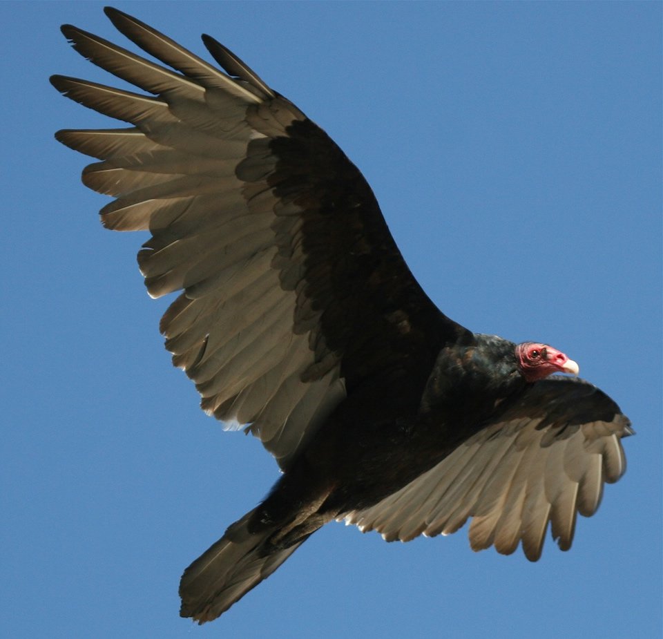 vulture