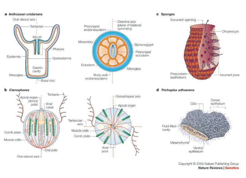 【diploblastic】什么意思_英语diploblastic的翻译_音标_读音_用法_例句_在线翻译_有道词典