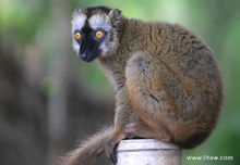雌性褐狐猴