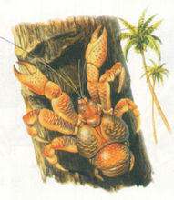 椰子蟹