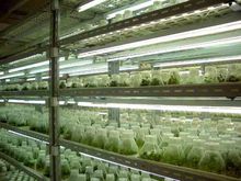 恒温培养 恒温培养