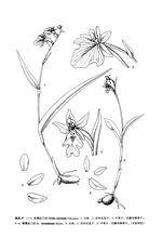 台湾红门兰 台湾红门兰