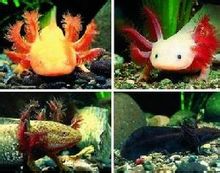 墨西哥钝口螈的种类 墨西哥钝口螈的种类