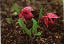 西藏杓兰 西藏杓兰