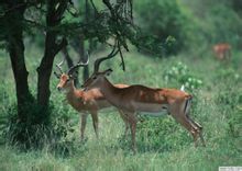 细角瞪羚 细角瞪羚