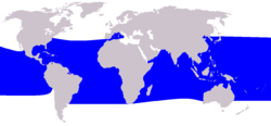 侏虎鲸分布图
