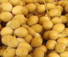 林琳琅满的枣椰果 林琳琅满的枣椰果