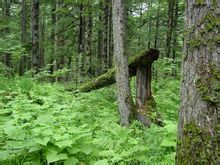 长白鱼鳞松 长白鱼鳞松