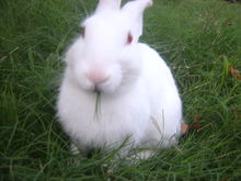 吃草的兔子 吃草的兔子