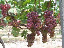 黑王葡萄 黑王葡萄