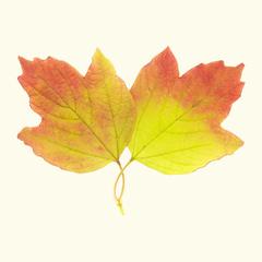 【alike】什么意思_英语alike的翻译_音标_