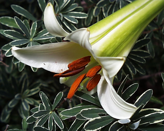 您要找的是不是: 百合 网络释义专业释义                   布朗百合